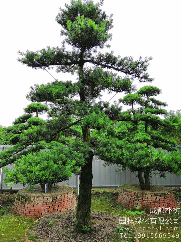 罗汉松的品种分类有哪些？有哪些不同点？怎么分辨？